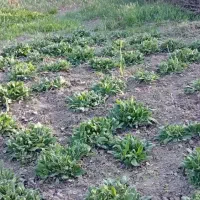9-هزار-متر-زمین-حاصلخیز