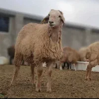 گوسفند زنده خونی جهت تمامی مراسمات شما با قصاب