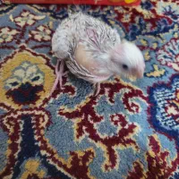 عروس هلندی نژاد آلبینو