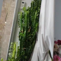 گل بزرگ با گلدان ۸۰۰ تومن