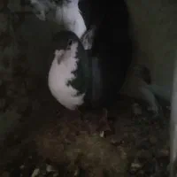 معاوضه|پرنده|جیرفت, |دیوار