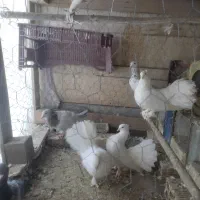 فروش کبوتر|حیوانات مزرعه|شاهین‌شهر, سعدی شمالی|دیوار