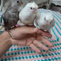 عروس هلندی البینو.|پرنده|فولادشهر, فولادشهر|دیوار