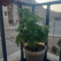 گل طبیعی.کاکتوس.حسن یوسف.قاشقی و.|گل و گیاه طبیعی|گلبهار, شهر جدید گلبهار|دیوار