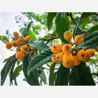 تولید نهال ازگیل ژاپنی پیوندی