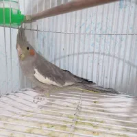 عروس هلندی ماده