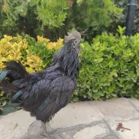 تک خروس ایام سمانی  اصل اندونزی بالغ