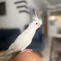 عروس هلندی جفت مولد سالم|پرنده|فردیس, شهرک ارم|دیوار