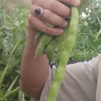 باقلا هفت بند، زود رس
