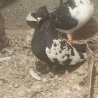 جوانه سینه سیاه قیمت ۵۰۰