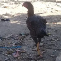 خروس ومرغ لاری|حیوانات مزرعه|ماهدشت, |دیوار