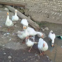 فروش غازمحلی وقوغاز اوکراینی