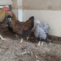 تخم نطفه دار  و جوجه برهما .ویاندوت و گلین|حیوانات مزرعه|سبزوار, صالح آباد|دیوار