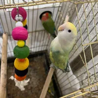 کوتوله خاص|پرنده|قم, نخودی|دیوار