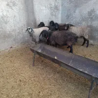 میش آبستن سنگین جوان