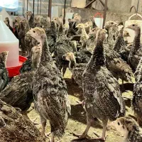 فروش عمده بوقلمو برنز و بیوتی