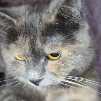 گربه|گربه|پاکدشت, پاکدشت (مامازند)|دیوار