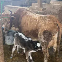 گاو و گوساله نر چالوسی