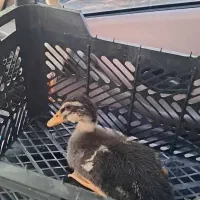 اردک|حیوانات مزرعه|رامشیر, |دیوار