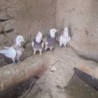 طوقی|پرنده|کبودرآهنگ, |دیوار