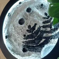 تابلو برگ.تابلومدرن|تابلو فرش|قشم, |دیوار