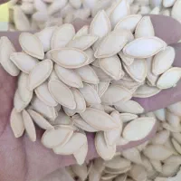 بذر تخمه کدو تی19