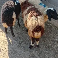 بره۳تا نر یک تا ماده‌