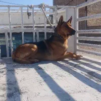 سگ ژرمن درجه یک نر ‌گوش بحرف نگهبان