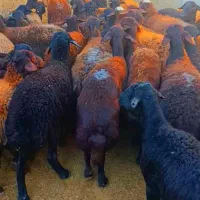 گوسفند ابستن|حیوانات مزرعه|تیکمه داش, |دیوار