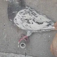 سار هفرنگ|پرنده|نیشابور, خط کاشمر|دیوار