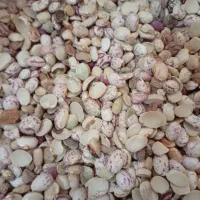 لوبیا چیتی آشی