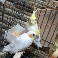 یه جفت عروس هلندی و مرغ مینا