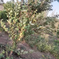باغ نقلی با سند رسمی|فروش زمین و ملک کلنگی|قزوین, |دیوار