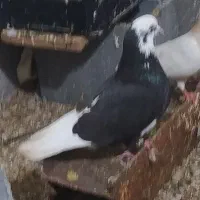 نرو ماده زمانت تخمو جوجه