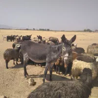 ماده خر گله