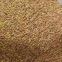 ارزن اوکراینی ومحلی|لوازم جانبی حیوانات|آفتاب, |دیوار