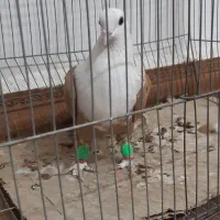 کبوتر کله سفید ،کلاغ