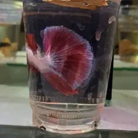 ۳عدد فایتر جاینتAAوارداتی|ماهی|تهران, عباسی|دیوار