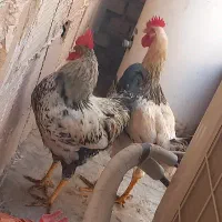 دوعدد خروس و یک عدد مرغ