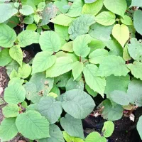 نهال کیوی خونی قلم نخورده