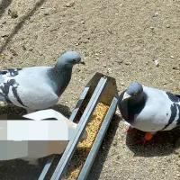 یک جفت مسافرتی نروماده فروشی