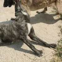 سگ سراب|سگ|سنقر, |دیوار