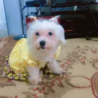 سگ پاکوتاه شیتزو ماده۱سالونیمه|سگ|خاوران, |دیوار