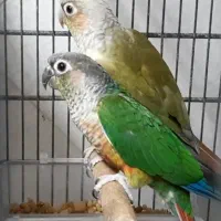 گرینچیک جفت مولد آناناسی ردویلوساید معاوضه باسنگال|پرنده|فردیس, منظریه|دیوار