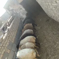 گوسفند|حیوانات مزرعه|جوادآباد, |دیوار