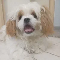 سگ نژاد شیتزو