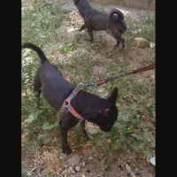 واگذاری  سگ برای نگهبانی  آپارتمان خانه باغ