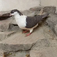 ساده دمشکی قهوای