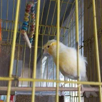 قناری نر بخون|پرنده|کرج, کیانمهر|دیوار