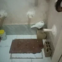 جوجه کبوتر|پرنده|بیرجند, |دیوار